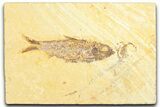 Detailed Fossil Fish (Knightia) - Wyoming #360703-1